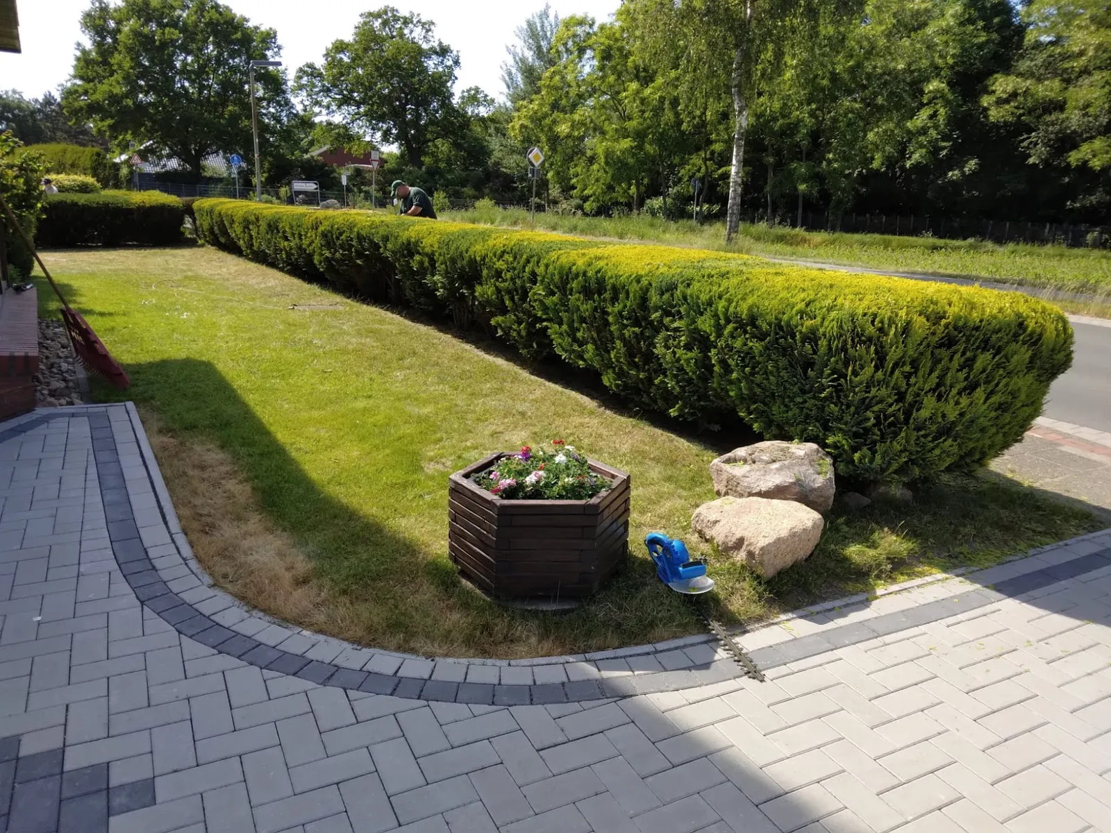 Präzise geschnittene Thujahecke entlang Pflasterweg